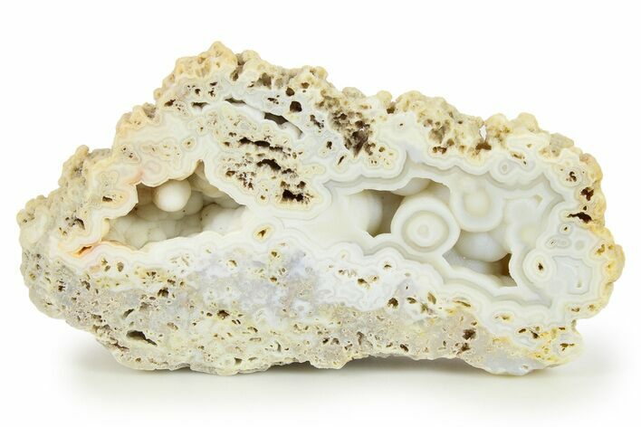 Agatized Fossil Coral - Florida #271623